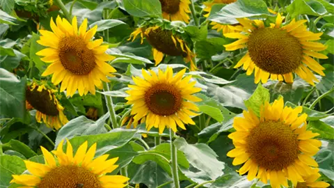 茨城県のひまわり畑の開花写真