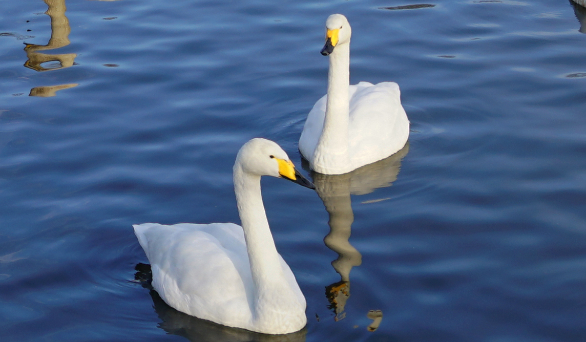 白鳥とは、白鳥の特徴・種類・見分け方・食べ物と飛来条件:茨城VRツアー