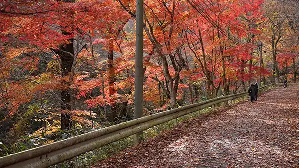 茨城県高萩市の紅葉名所花園渓谷