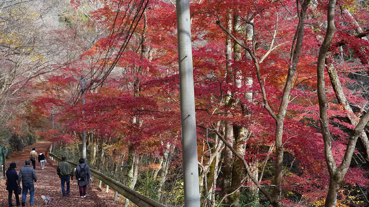 茨城県高萩市花貫渓谷の小滝沢キャンプ場付近の紅葉VRツアー