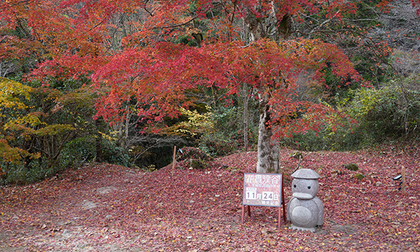 茨城県高萩市の花貫渓谷の不動滝・乙女滝の駐車場の紅葉