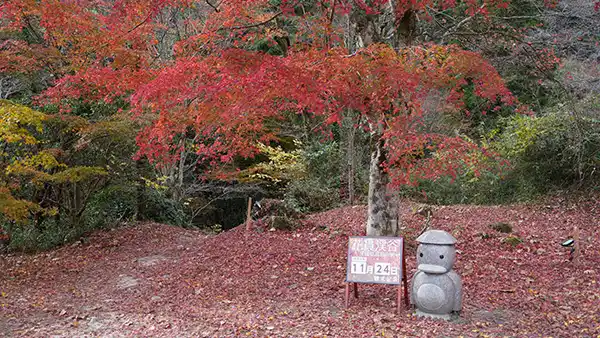 茨城県高萩市の花貫渓谷の不動滝・乙女滝の駐車場の紅葉