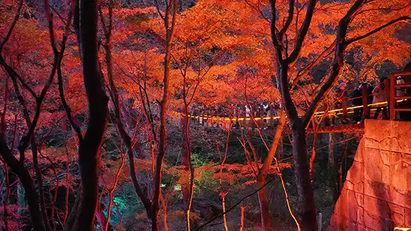 茨城県高萩市花貫渓谷汐見滝吊り橋の紅葉ライトアップ