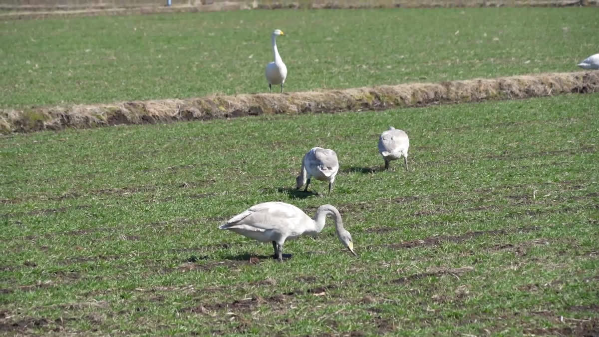 水戸市近接の牧草地の白鳥の食事の様子