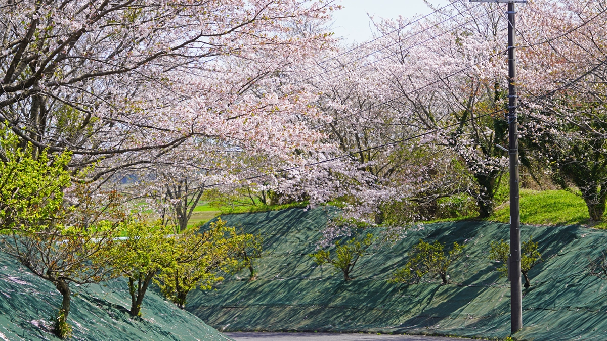 茨城町の東洋コンクリート工業の桜並木開花風景とVRツアーリンク