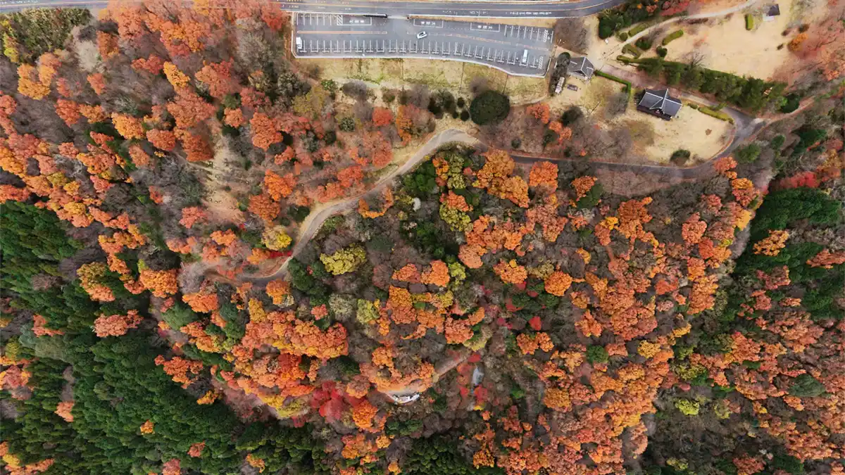 茨城県土浦市のもみじの森の紅葉の上空からの景観