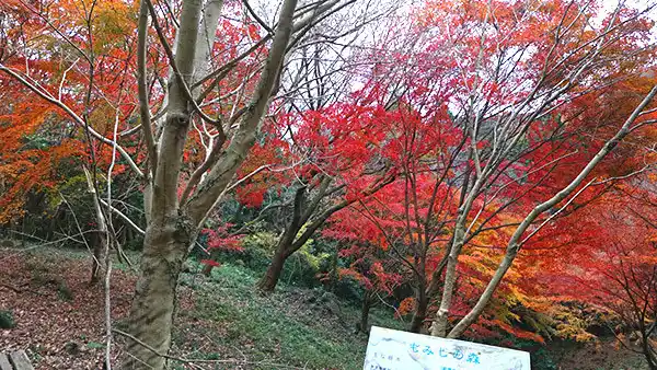 茨城県土浦市の紅葉名所朝日峠もみじ谷