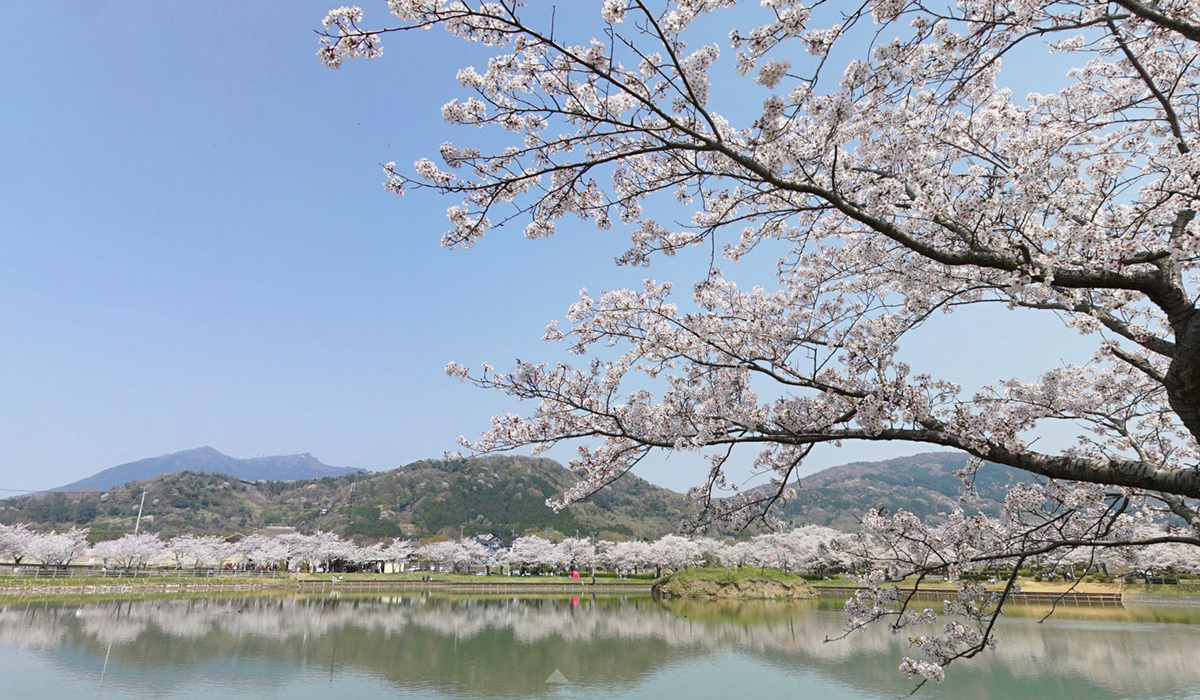 茨城県つくば市の桜の名所、おすすめ花見スポット