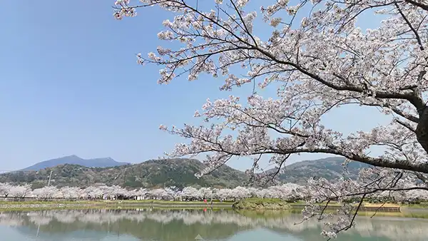 茨城県つくば市の桜の名所、おすすめ花見スポット