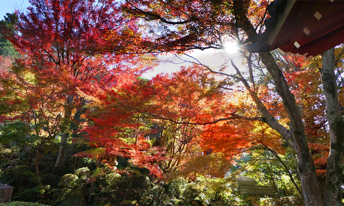 茨城県つくば市の普門寺の鐘楼間の紅葉VRツアー