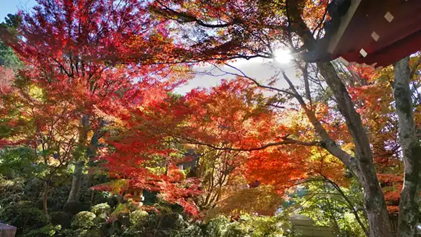 筑波山の山麓の普門寺の紅葉観光VRツアー