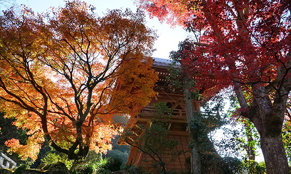 茨城県つくば市の普門寺の紅葉写真