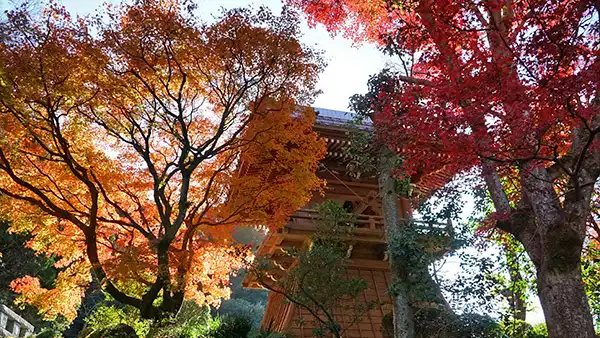 茨城県つくば市の普門寺の紅葉写真