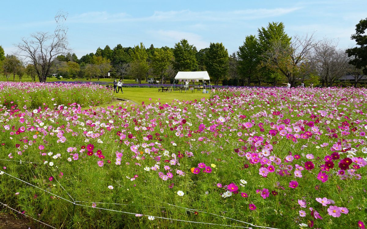 茨城県牛久市の牛久大仏のコスモス畑の開花状況