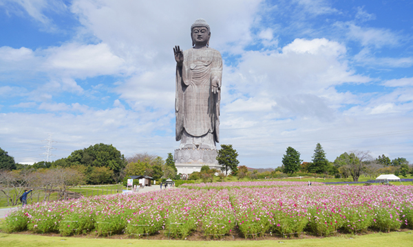 茨城県牛久市の牛久大仏のコスモス畑