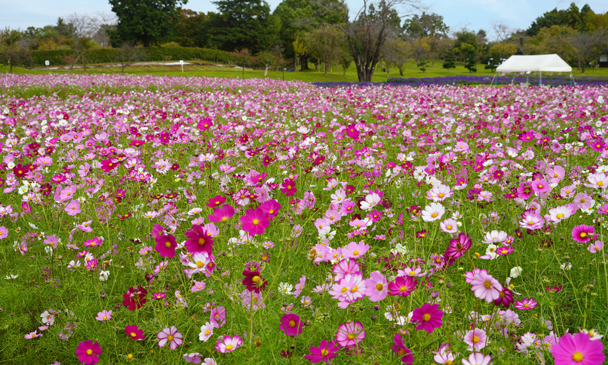 茨城県牛久市の牛久大仏のコスモス畑の花の開花VRツアー