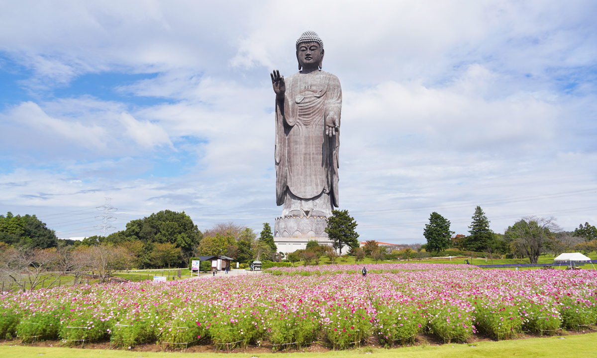 茨城県牛久市の牛久大仏とコスモス畑