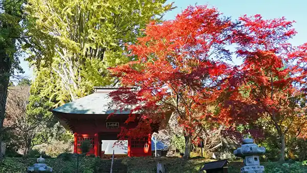 茨城県牛久市の観音寺の紅葉VRツアー