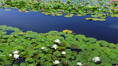 茨城県のスイレンの観光スポット