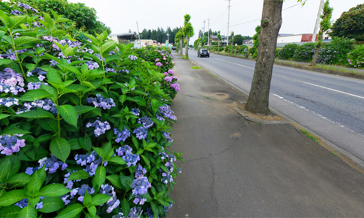 茨城県結城市の城の内あじさい通りのあじさい