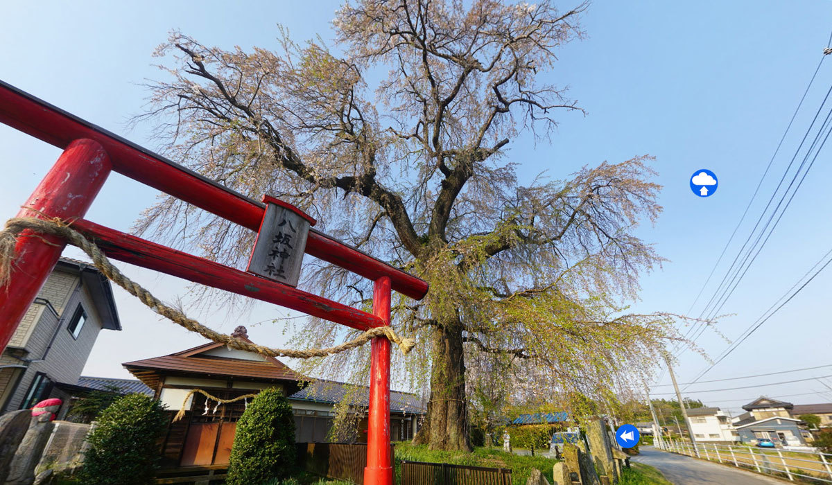 笠間市おすすめ観光スポットの下市毛八坂神社しだれ桜