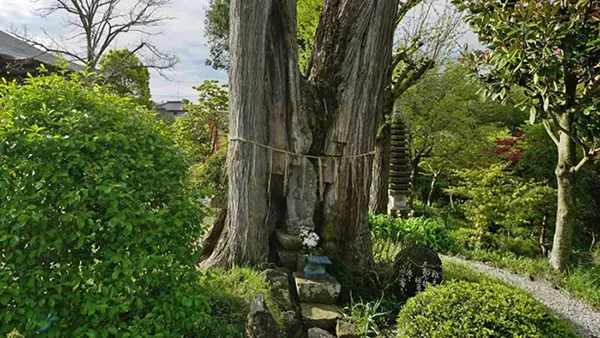 つくば市古木おすすめスポットの一乗院真福寺の不動榧