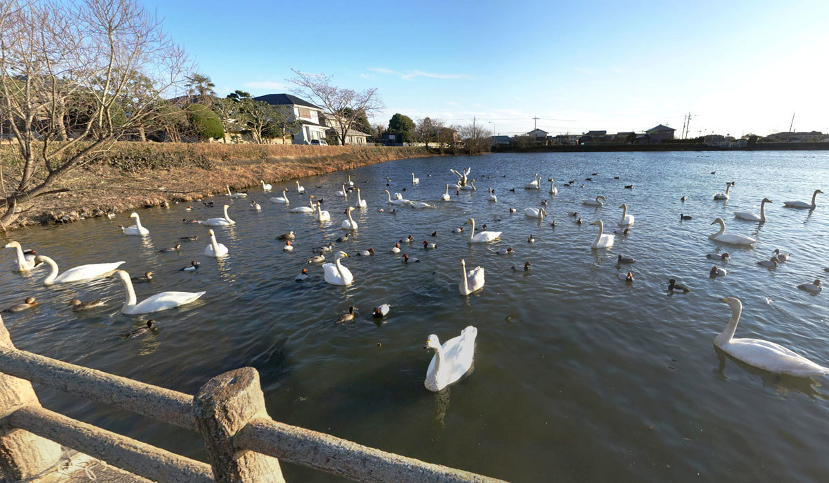 那珂市白鳥飛来地おすすめスポットの一ノ関池の白鳥