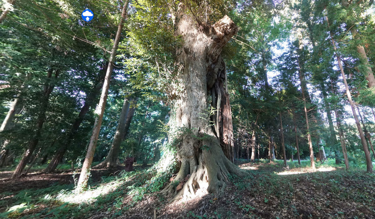 茨城町おすすめ観光スポットの夷針神社のスダジイ巨木