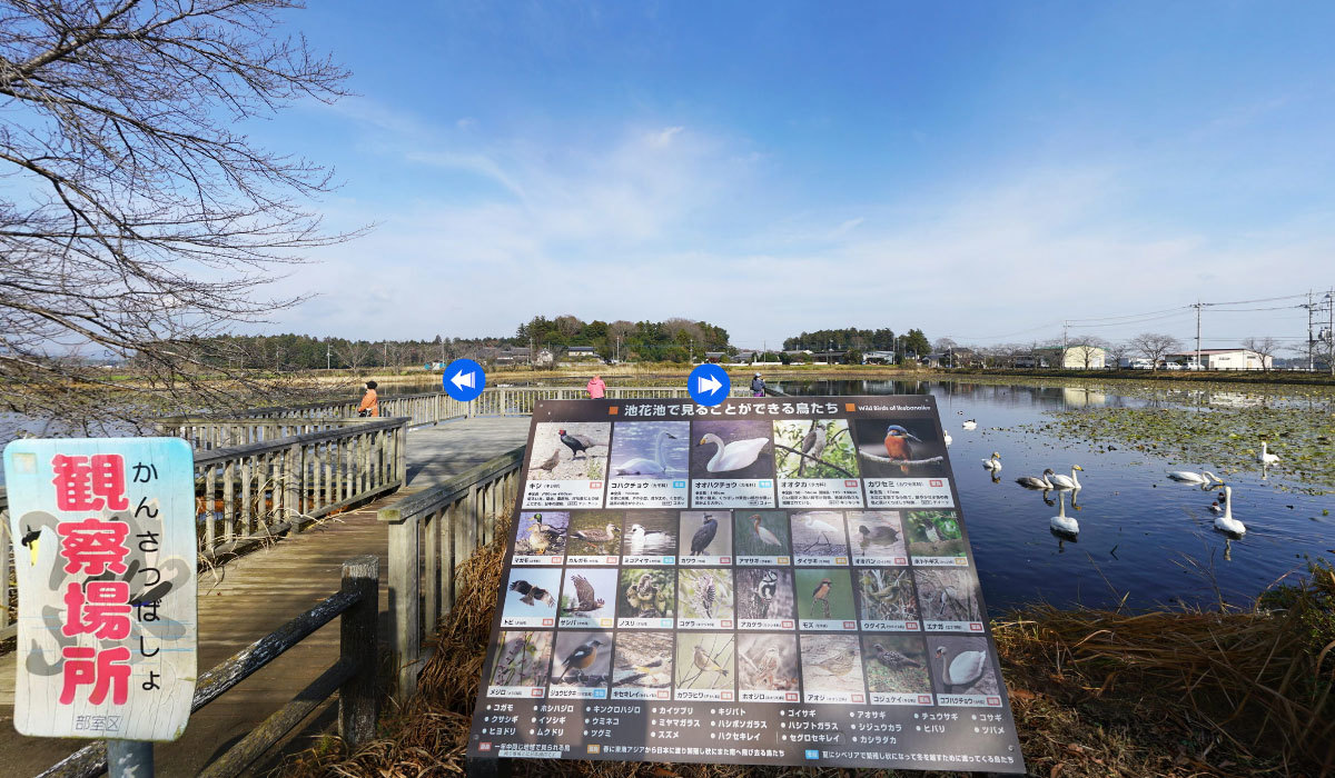 小美玉市観光名所の池花池の白鳥