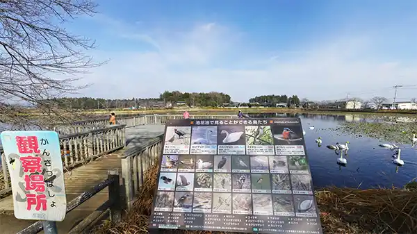 小美玉市観光名所の池花池の白鳥