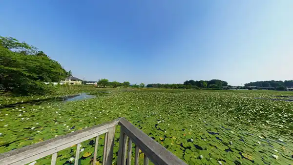 小美玉市部室のスイレンおすすめスポットの池花池のスイレン