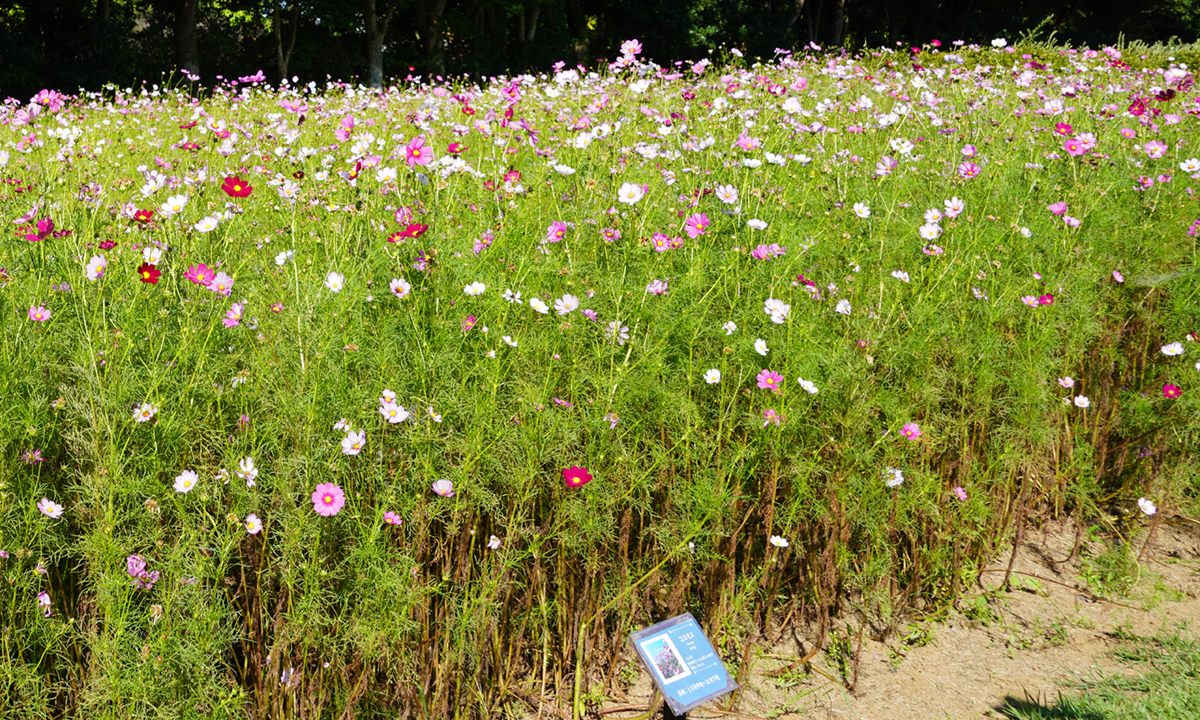 茨城県稲敷市のこもれび森のイバライドのコスモス畑VRツアー