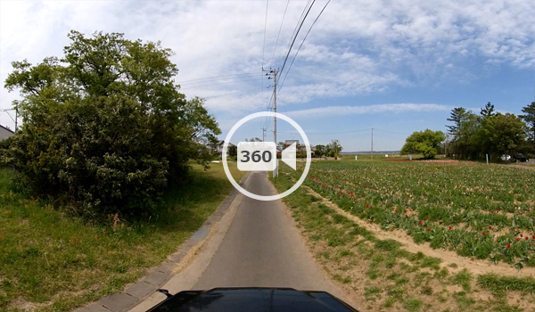 稲敷市の和田公園チューリップ畑の観光道路360度動画