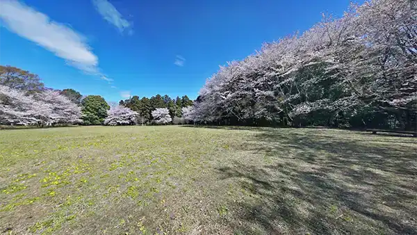 東海村の石神城址の桜VRツアー