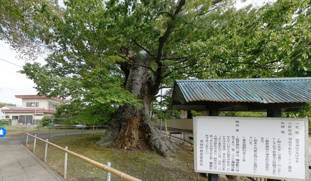 常総市石下の巨木おすすめ観光スポットの稲荷神社大ケヤキVRツアー