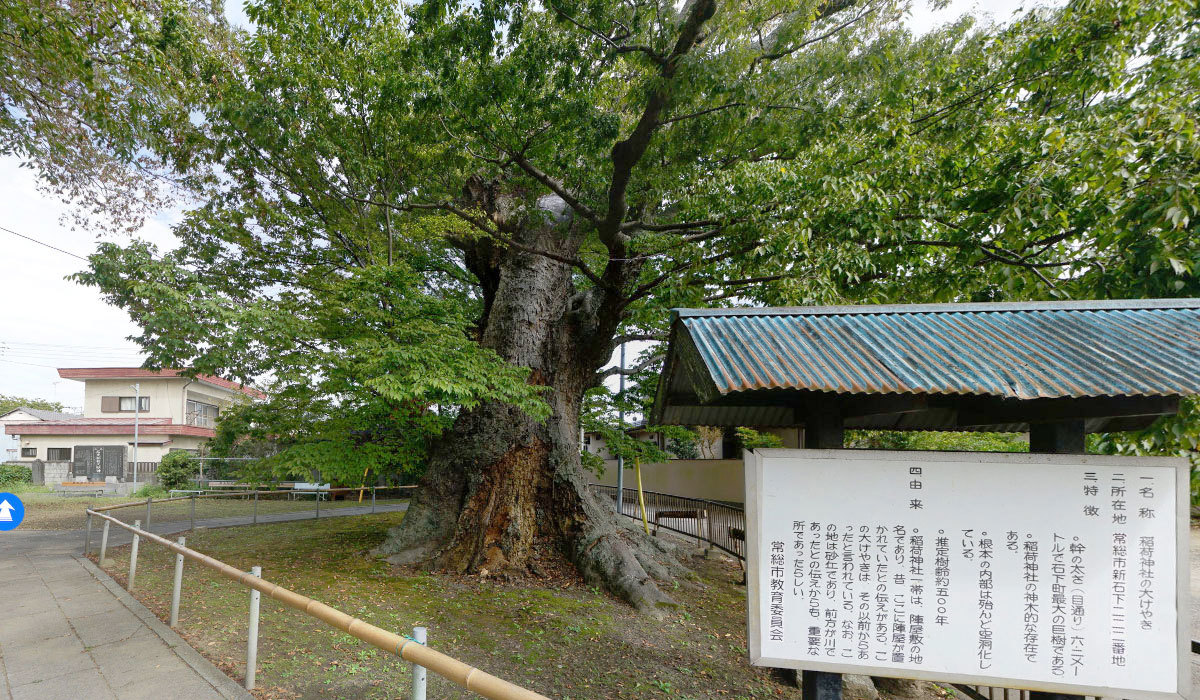 常総市石下の巨木おすすめ観光スポットの稲荷神社大ケヤキ