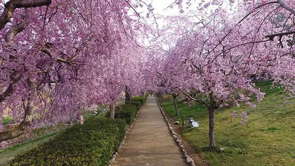 石岡市の常陸風土記の丘のしだれ桜の景観