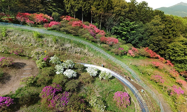 茨城県石岡市おすすめスポットのいばらきフラワーパークのつつじ