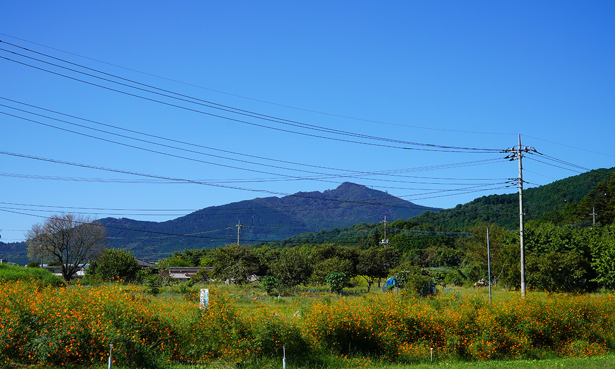 茨城県石岡市の小倉のキバナコスモス畑の南西側の景観