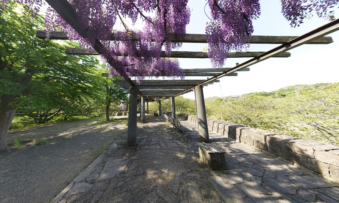 茨城県石岡市常陸風土記の丘の藤の観光VRツアー