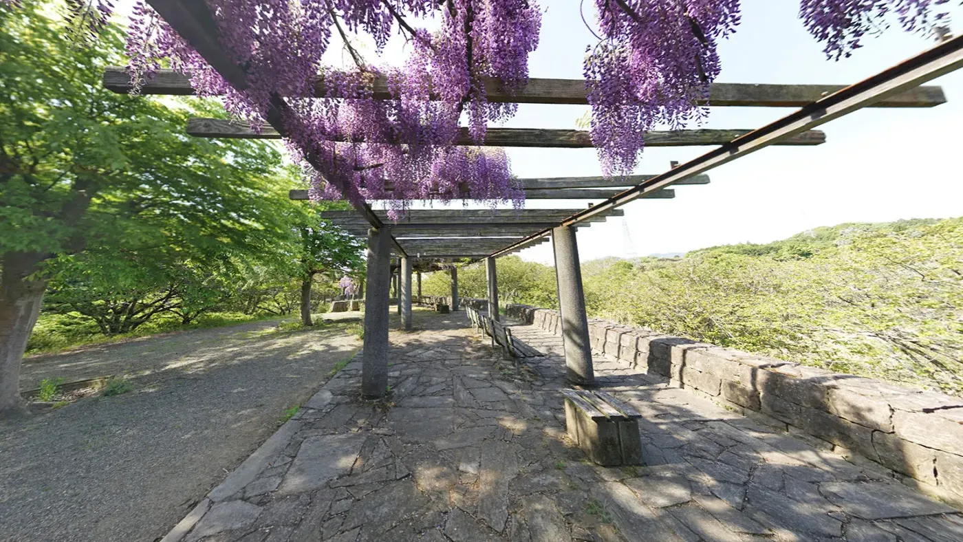 茨城県石岡市常陸風土記の丘の藤の観光VRツアー