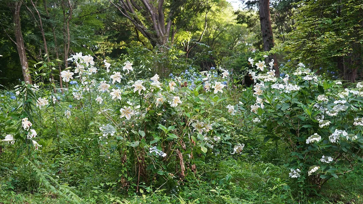 茨城県石岡市のいばらきフラワーパークのヤマユリの観光ＶＲツアー