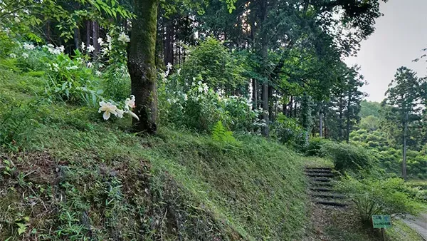 茨城県石岡市のいばらきフラワーパークのヤマユリ