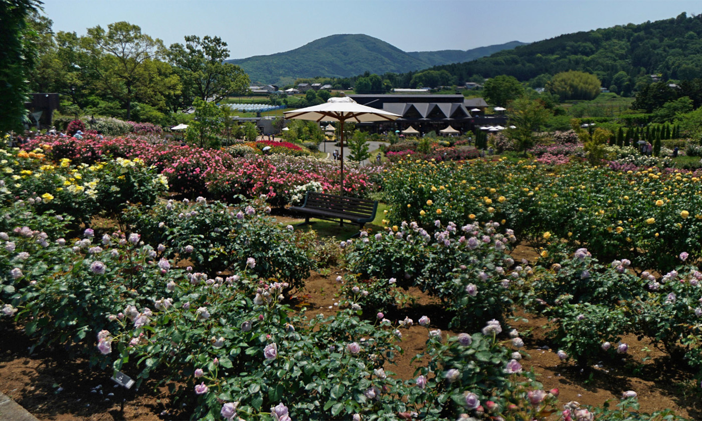 茨城県石岡市のいばらきフラワーパークのバラの観光VRツアー