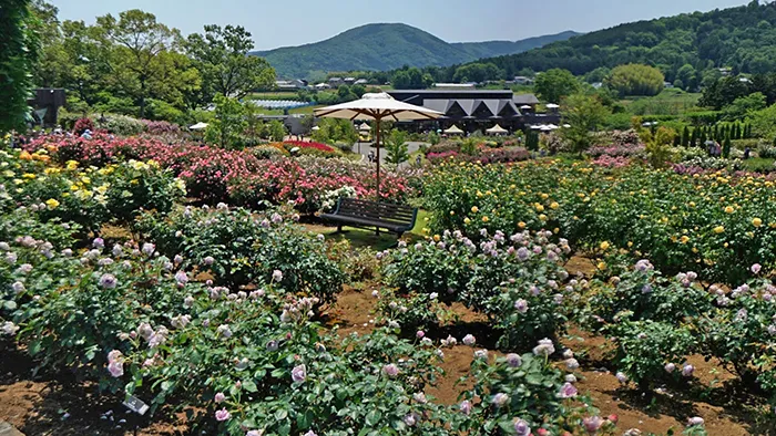 茨城県石岡市のいばらきフラワーパークのバラの観光VRツアー