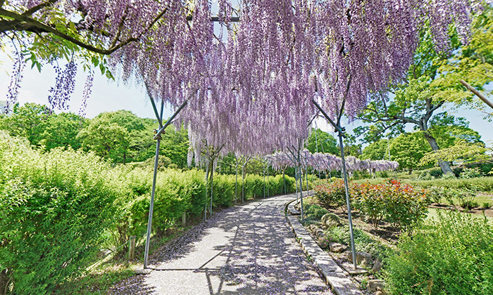 茨城県石岡市おすすめ観光名所のいばらきフラワーパーク