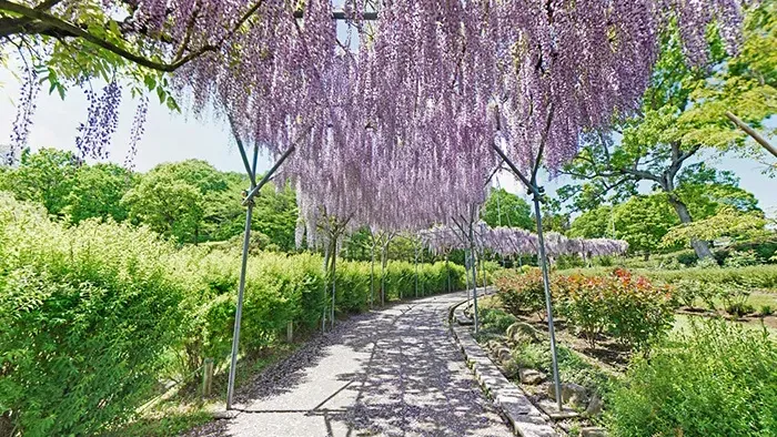 茨城県石岡市おすすめ観光名所のいばらきフラワーパーク