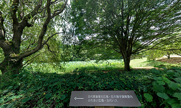 石岡市のハスの花・蓮池季節観光名所の常陸風土記の丘・金山池VRツアー