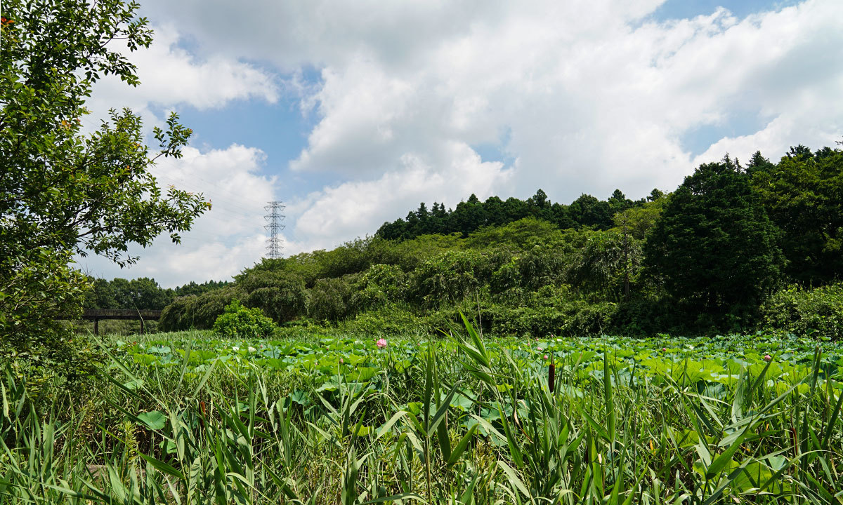 常陸風土記の丘・金山池の蓮池VRツアー