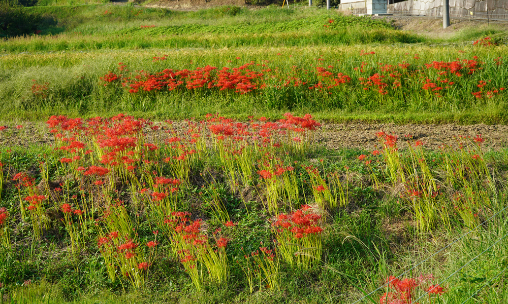 茨城県石岡市遠田・東部の彼岸花の開花